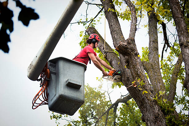 The Steps Involved in Our Tree Care Process in South Palm Beach, FL